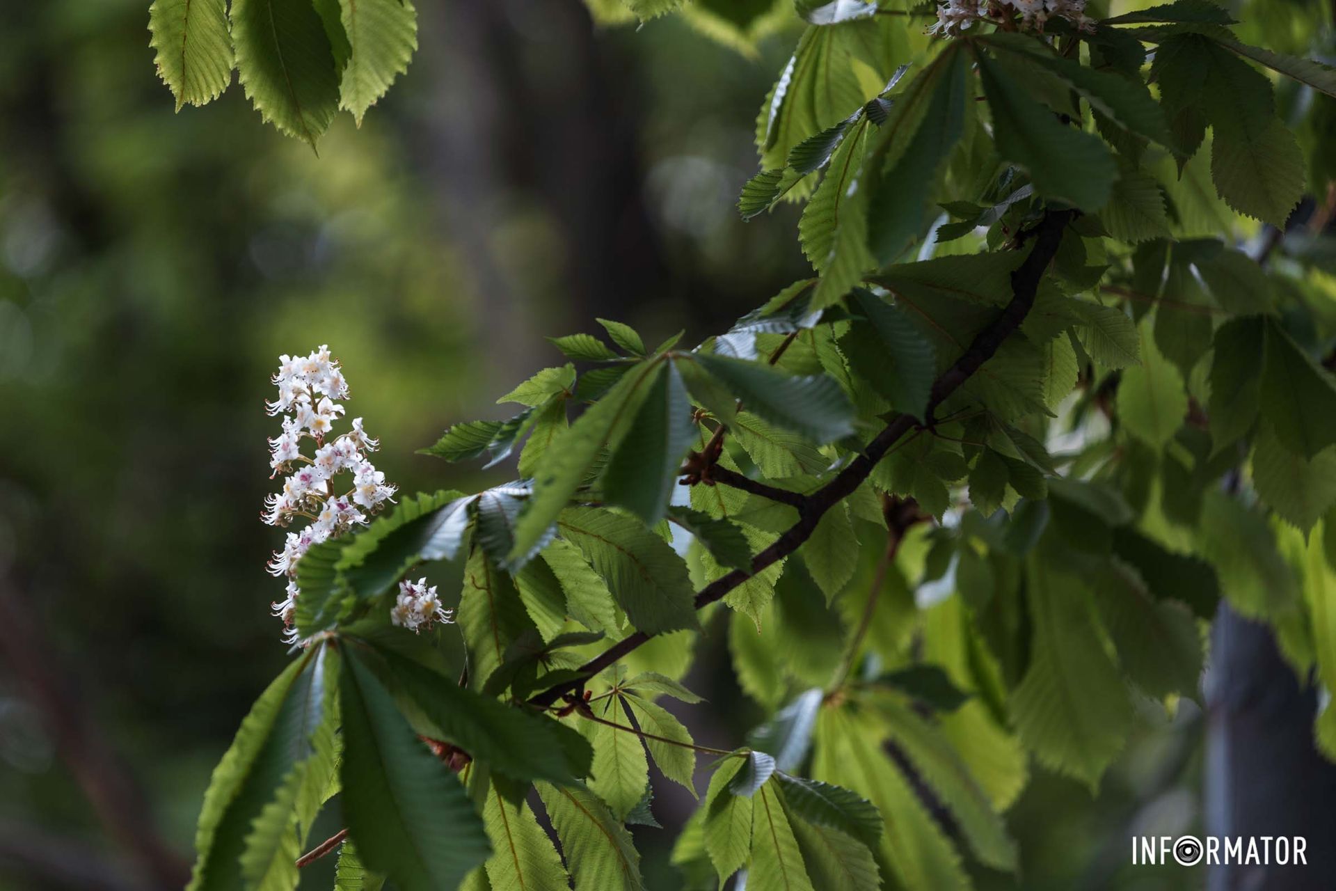 Весна прийшла у Дніпро
