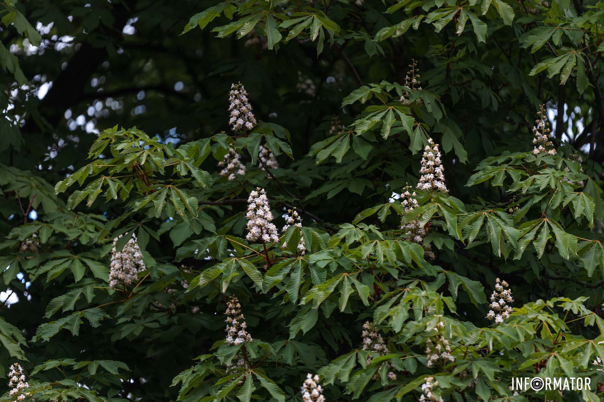 Осінь та весна проходять, а каштани залишаються 