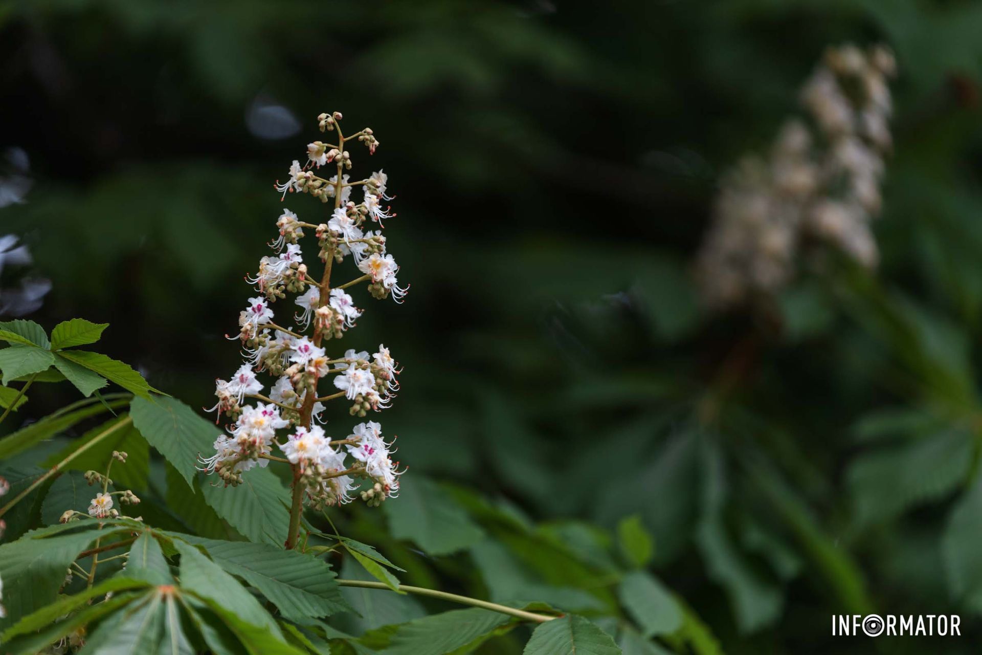 Під промінням Сонця фотографії ще гарніші