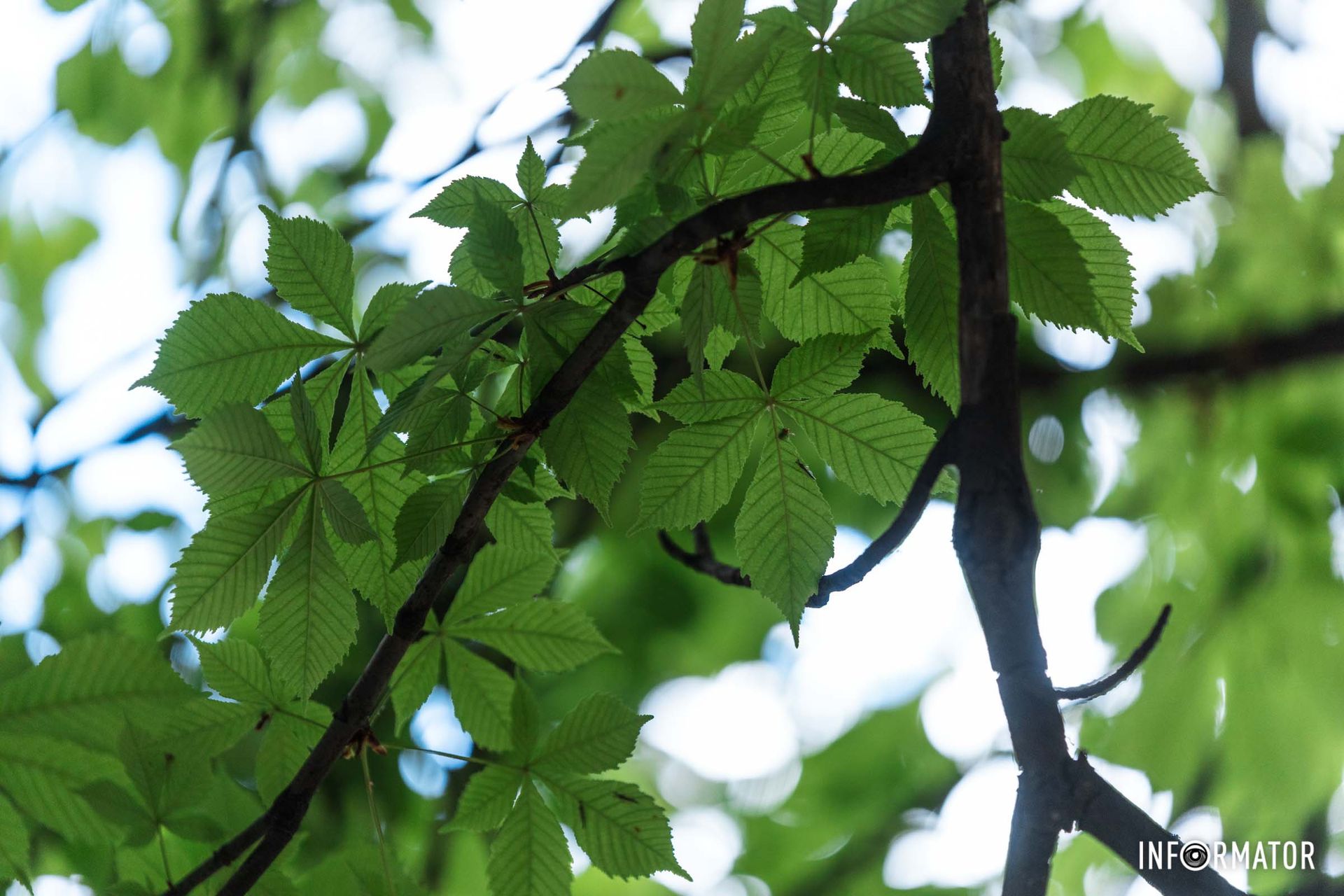Дерева каштану живуть щонайменше 500 років