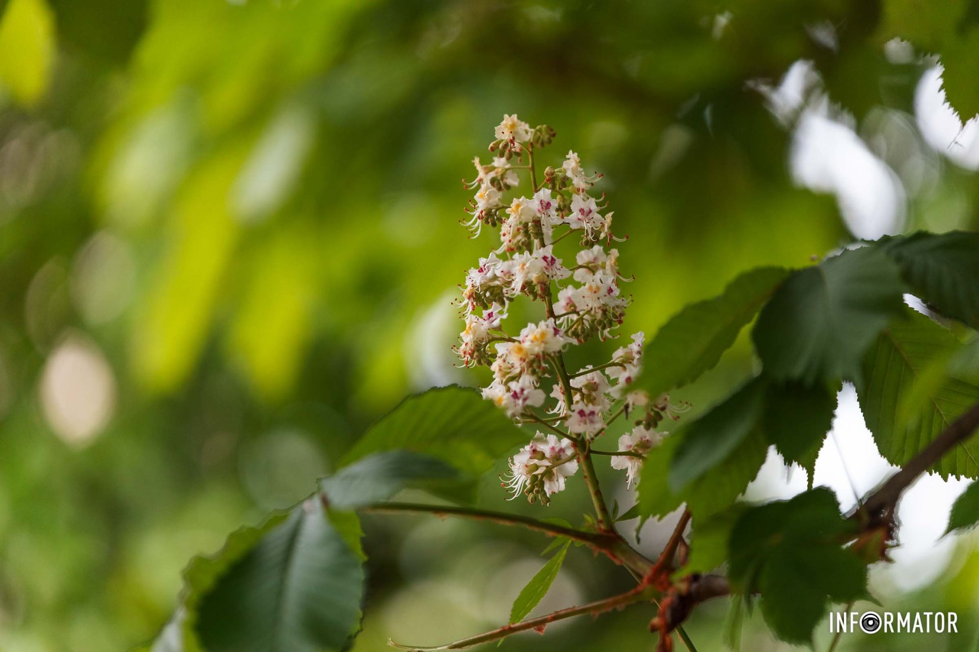 Ближе до природи