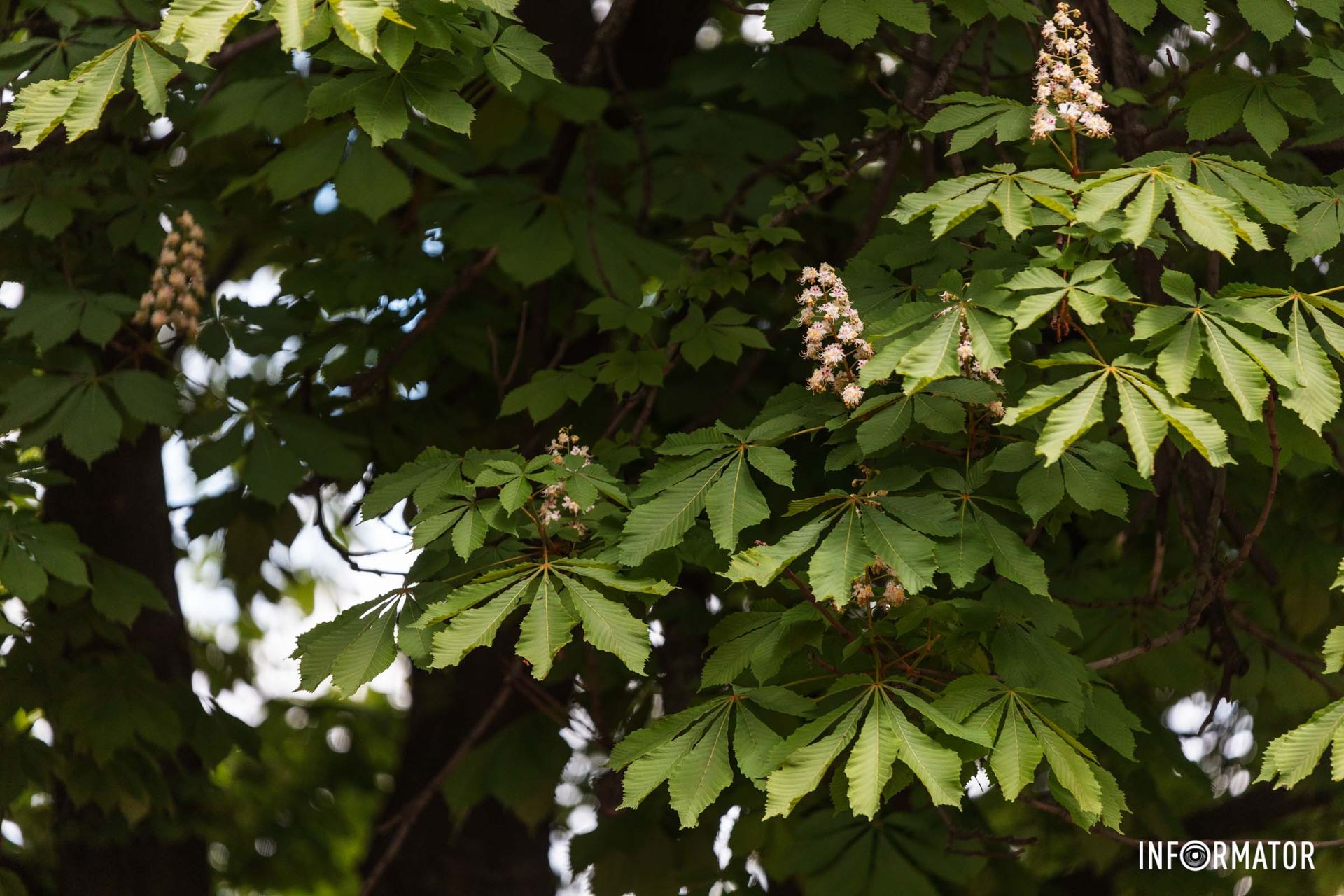 Каштани їдять смаженими, вареними або перемелюють на борошно
