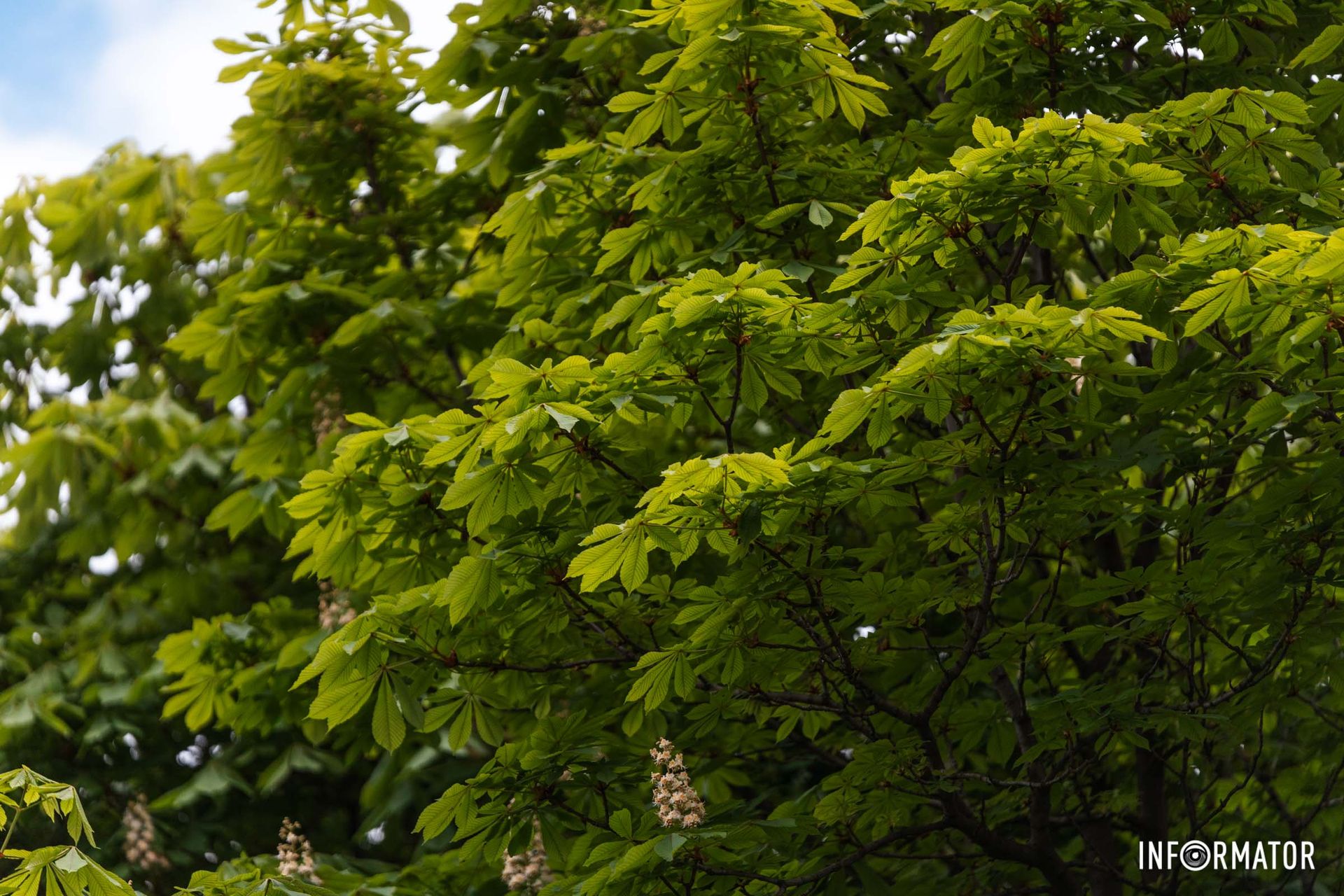 Листя каштану 