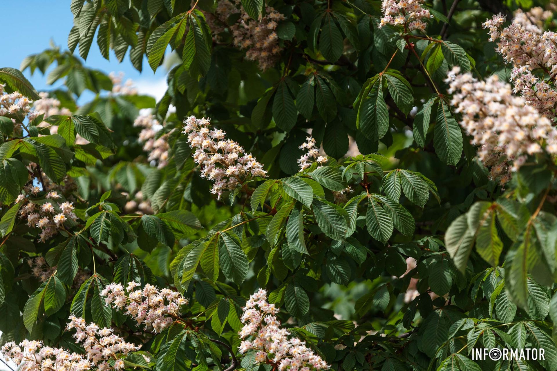 Природа — дивовижна