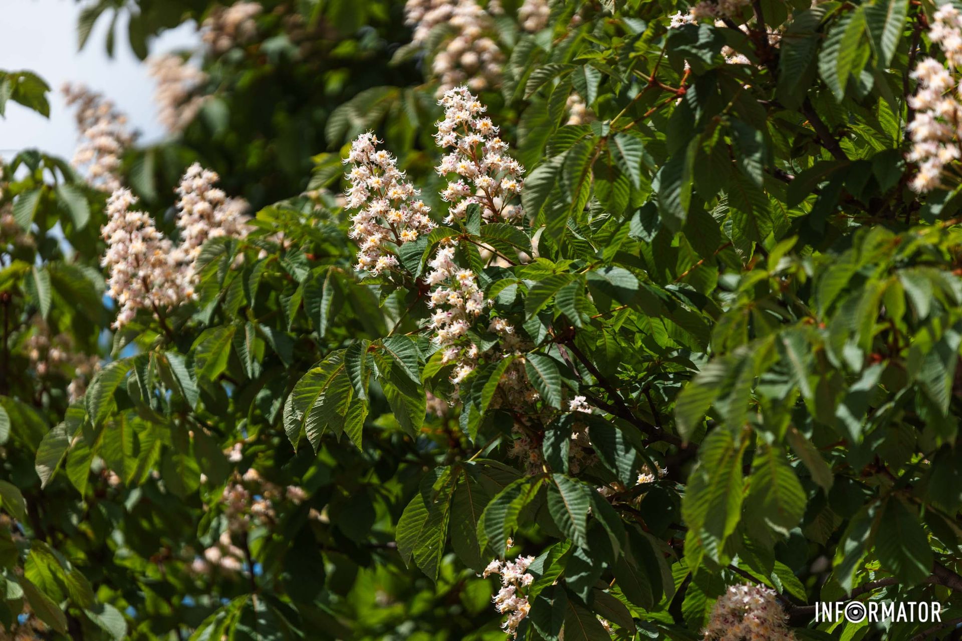 Однак не всі каштани можна їсти