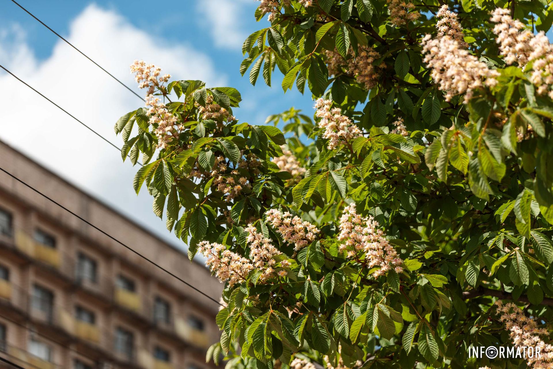 В деяких країнах каштани вживають у їжу