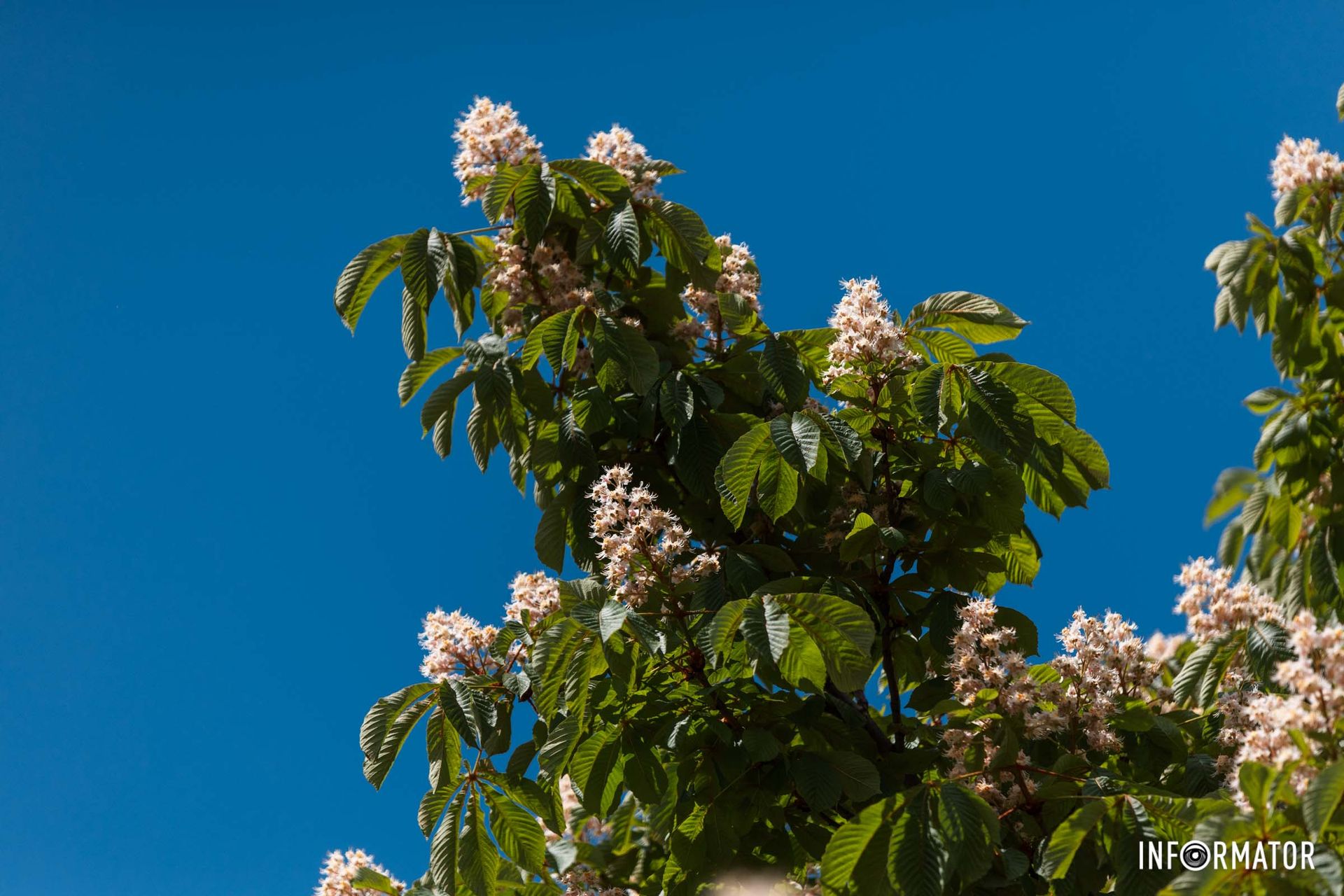 Каштани в усій своїй красі