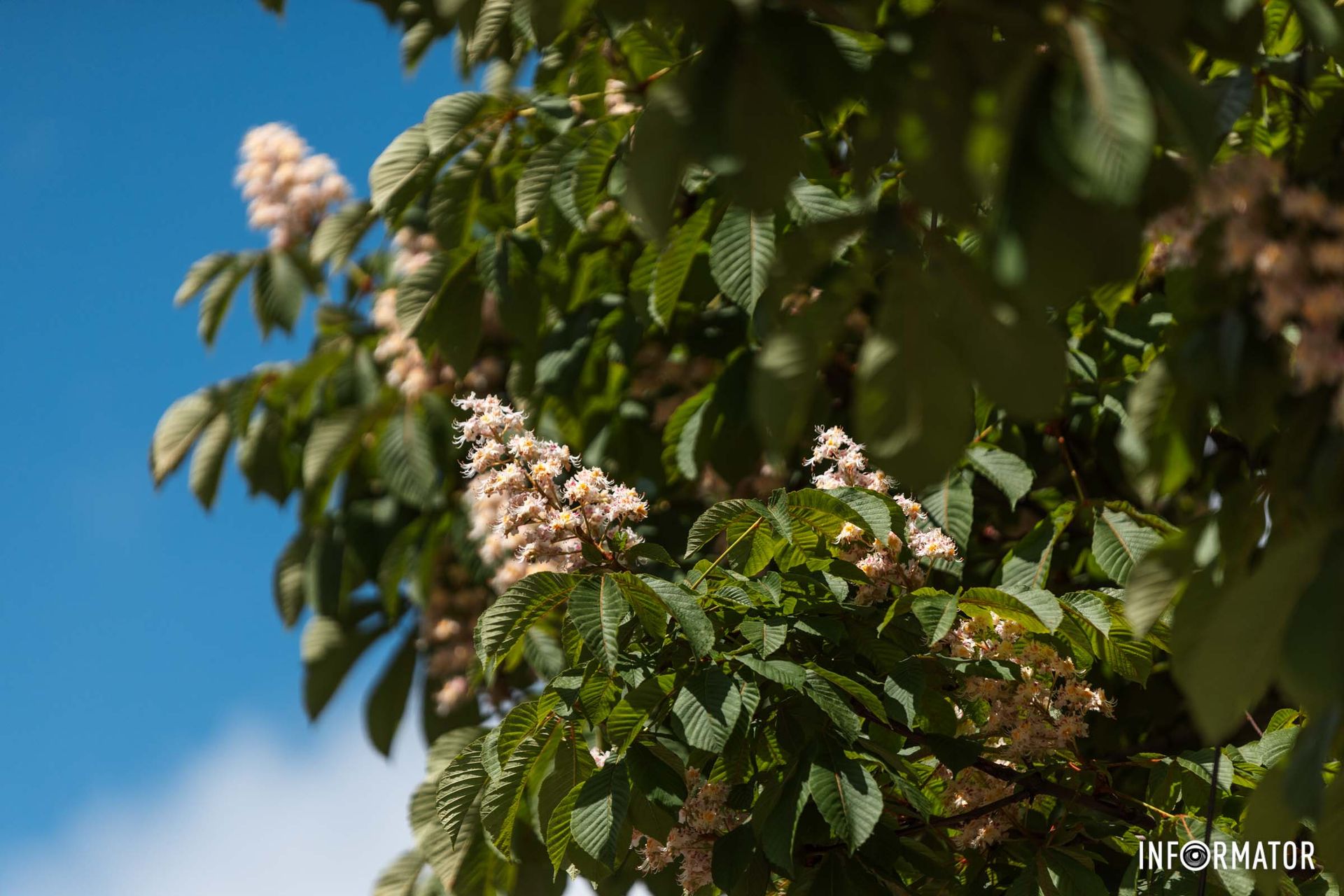 Каштан ще має лікувальні властивості
