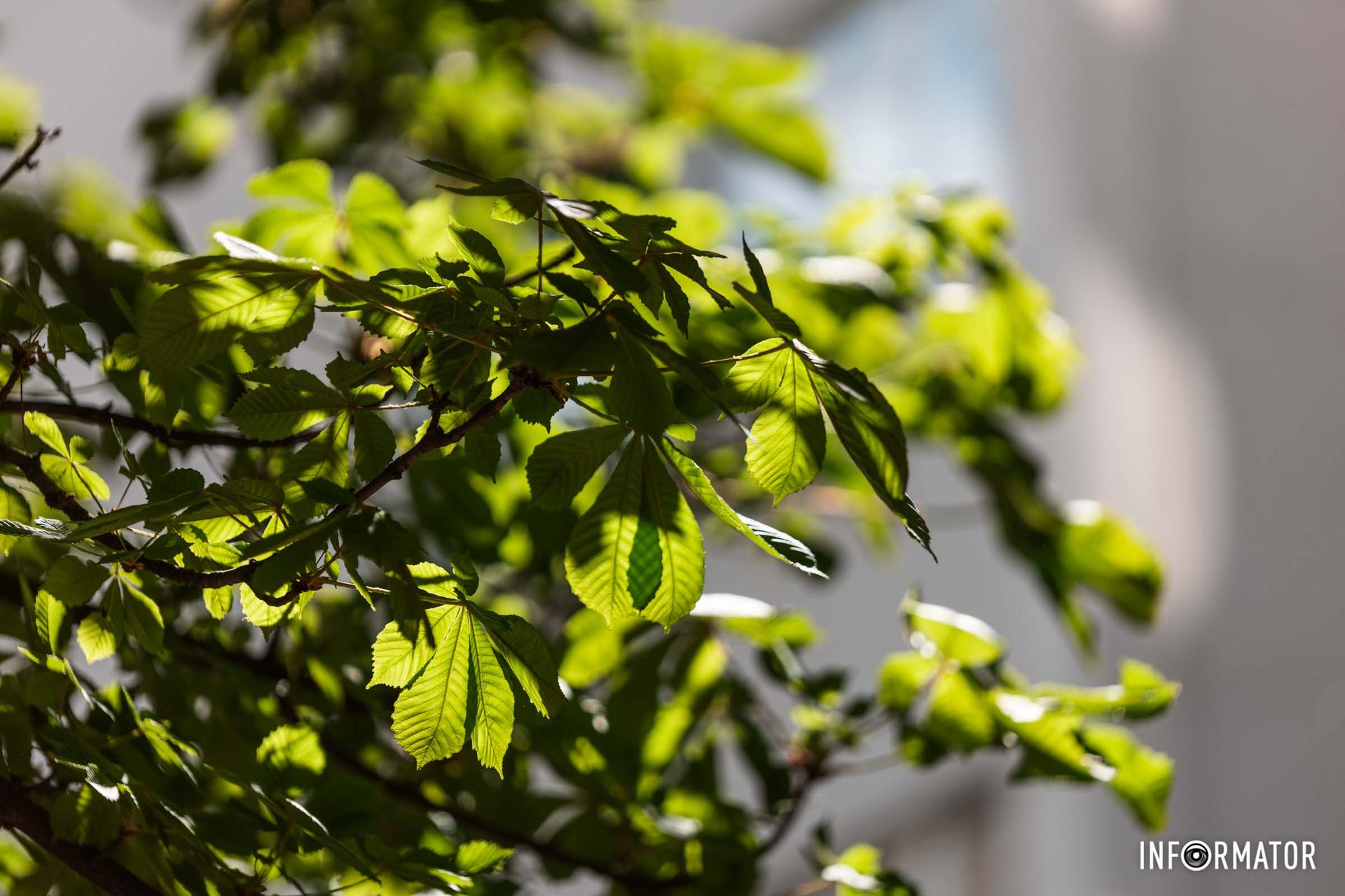 Каштани нагадують нам про приховані скарби
