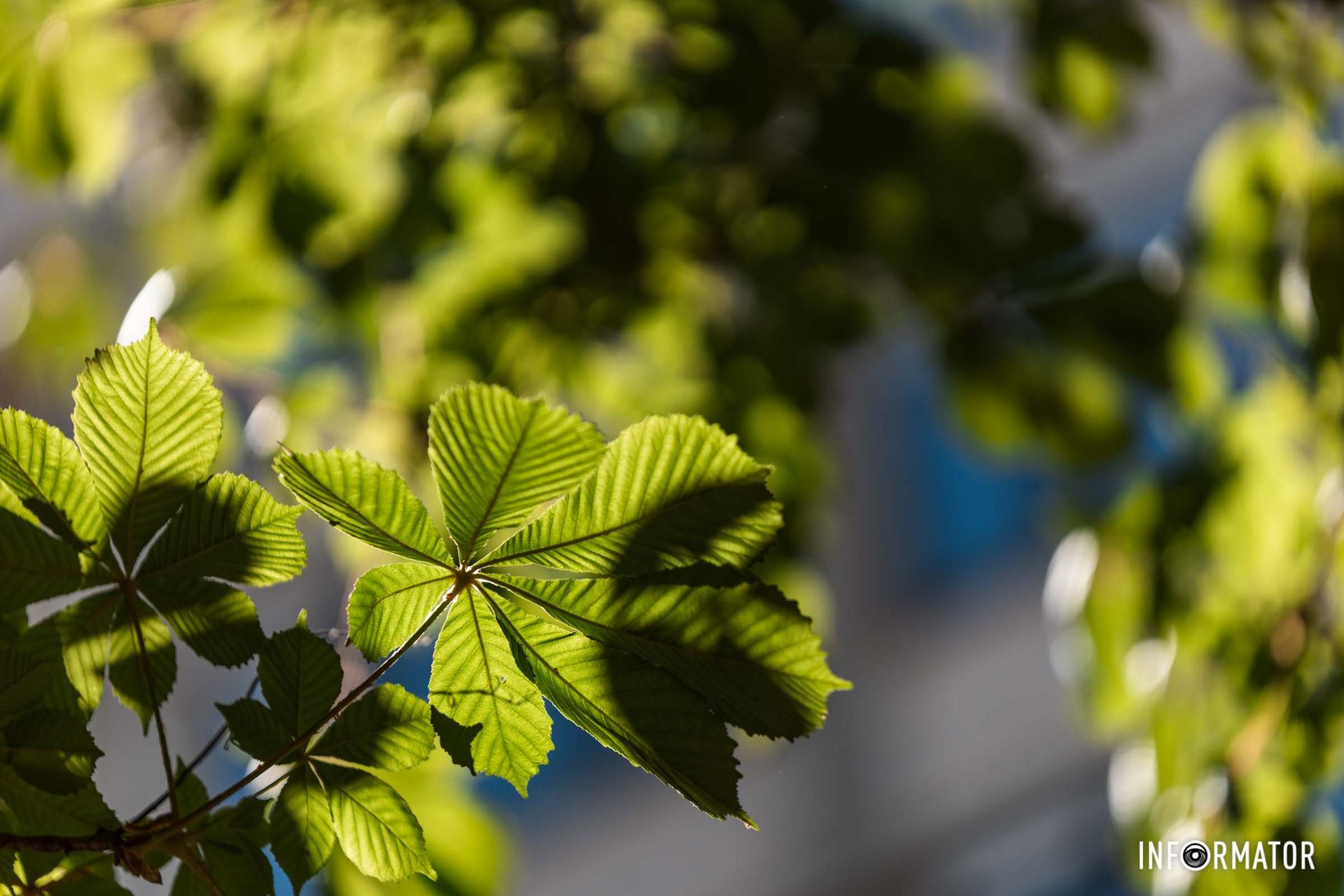 Дивовижна частина природи 