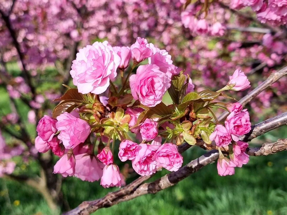 Фото: @lilia_dolgoli