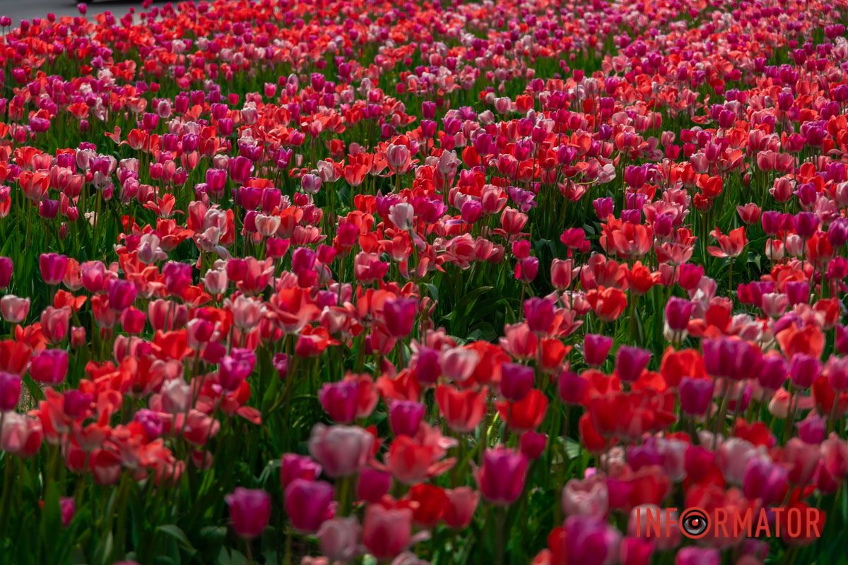 Заглянули від яблуні гілки,