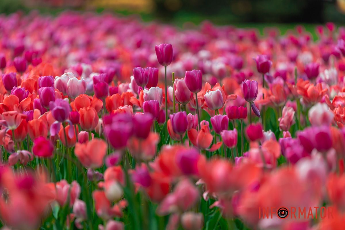 Для мене тільки дару не придбала,
