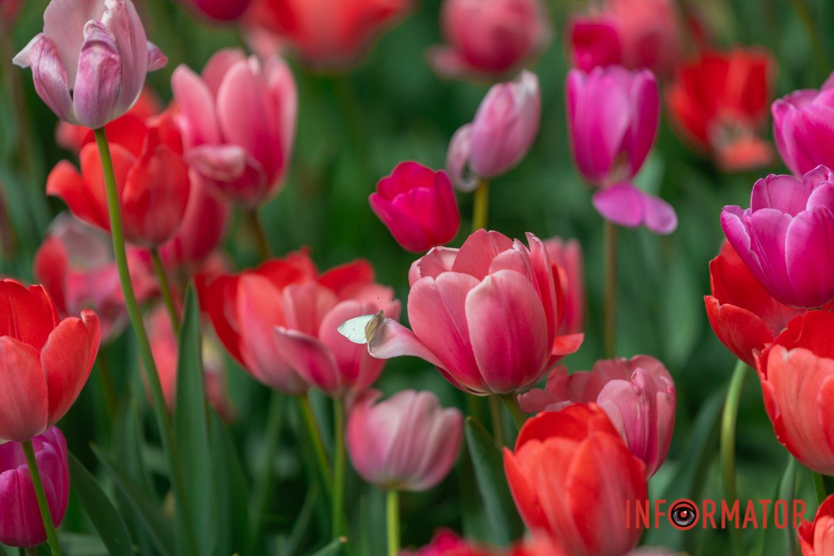 Замиготіло листячко зелене,