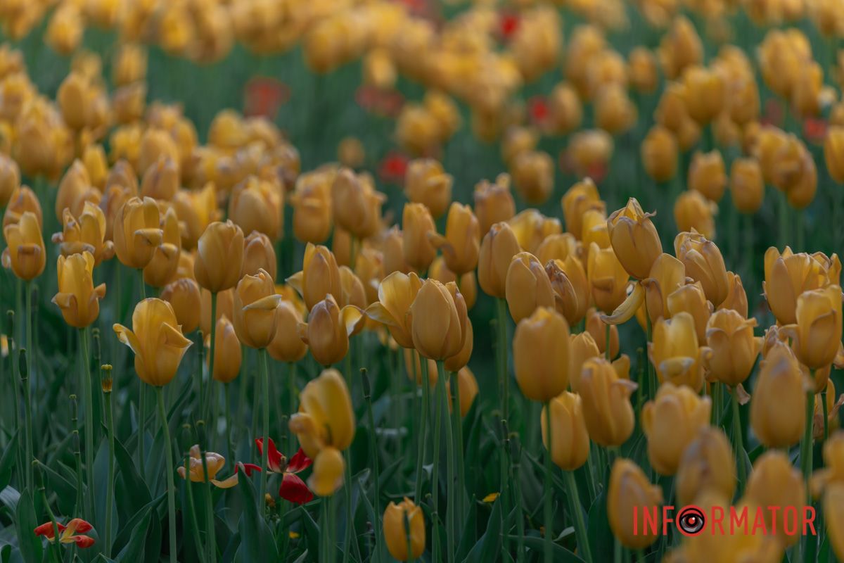 Зелений шум, веселая луна!