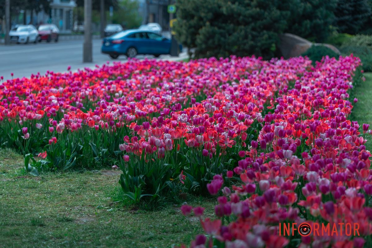 Співало все, сміялось і бриніло,