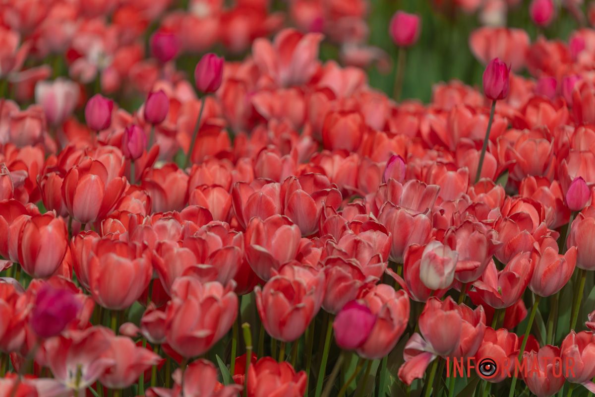 Дарунки всім несе вона, ясна,