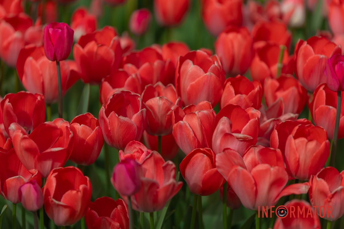 Все ожило, усе загомоніло –