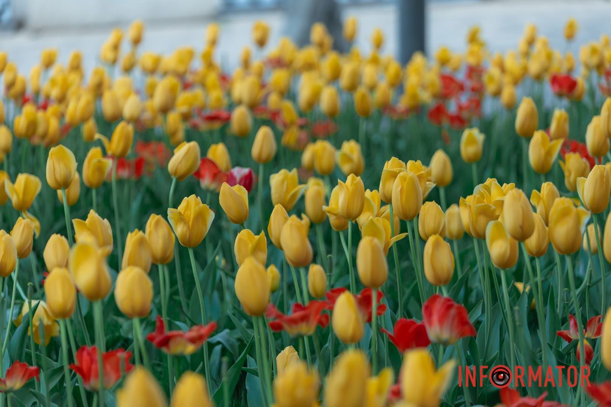 Вона летіла хутко, мов стокрила,