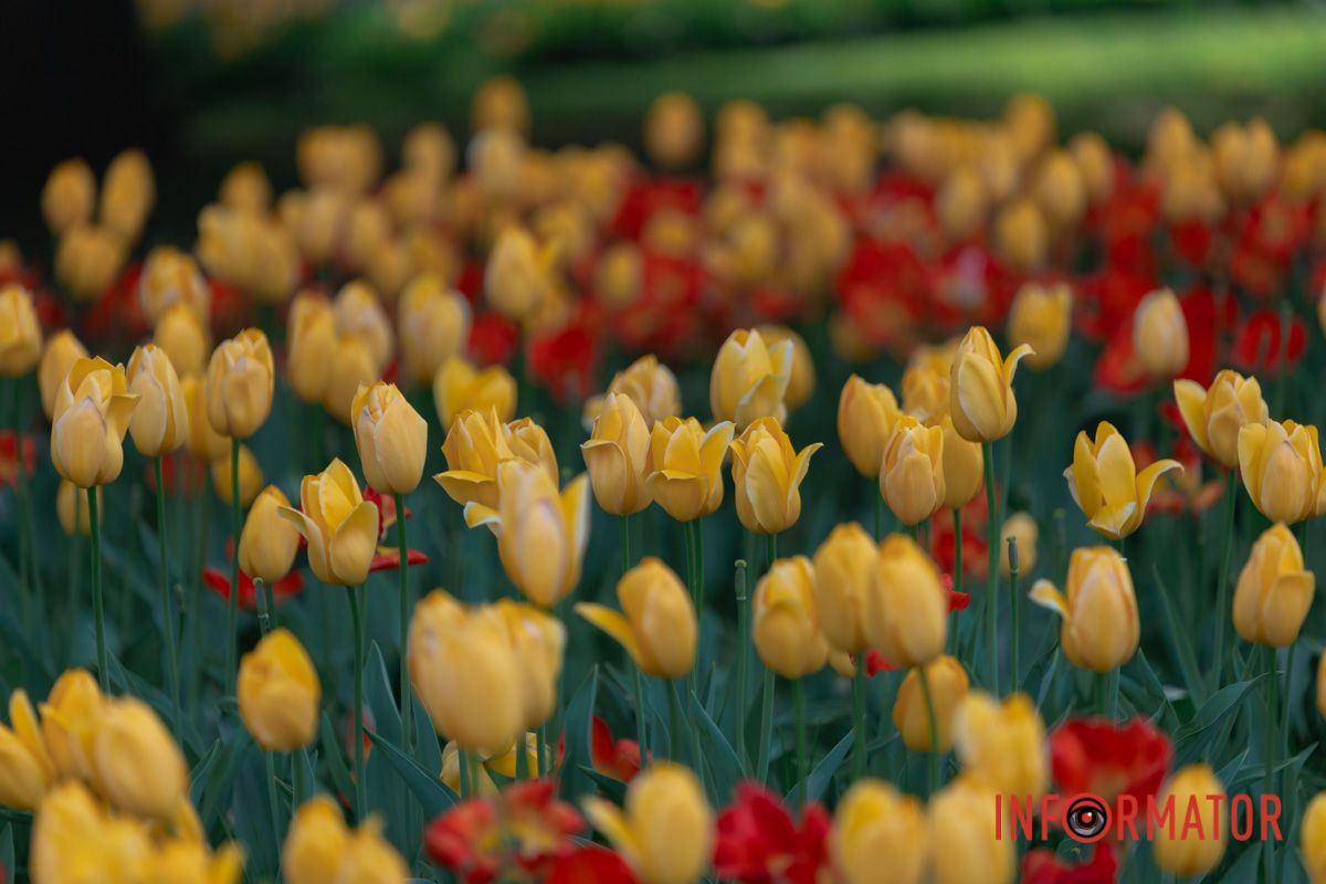 У серпанках і блаватах…