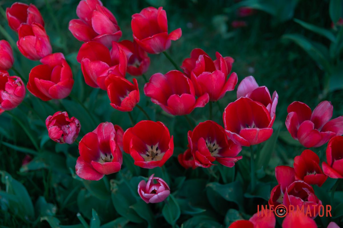 Має крилами Весна