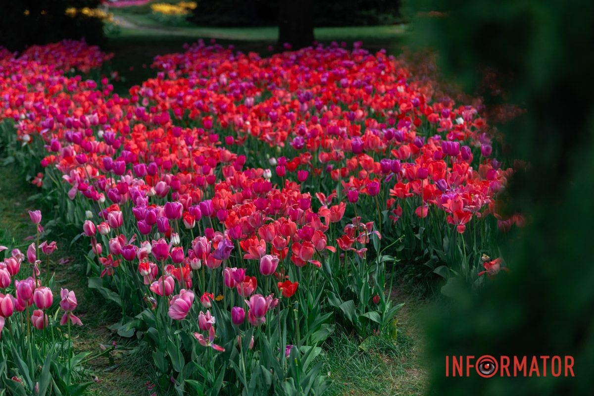 Сяє усміхом примар