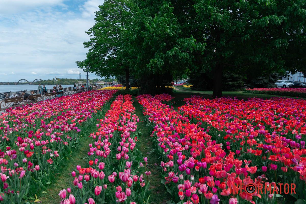 Автор: Леся Українка