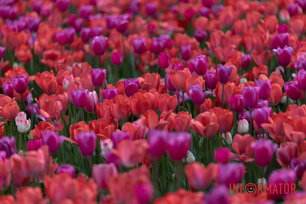 Як та була, що за вікном цвіла.