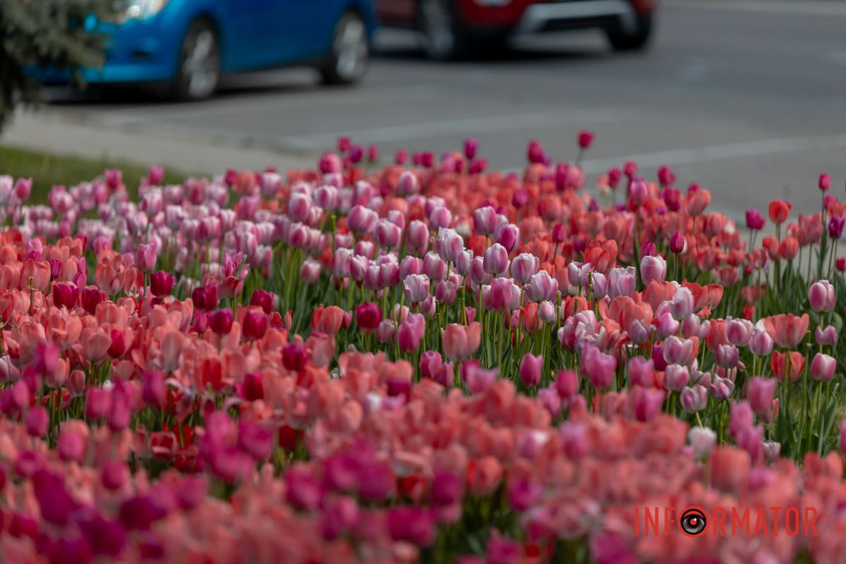 Весни такої не було й не буде,