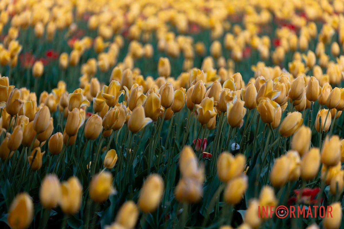 А з ним прилинули пісні пташині,