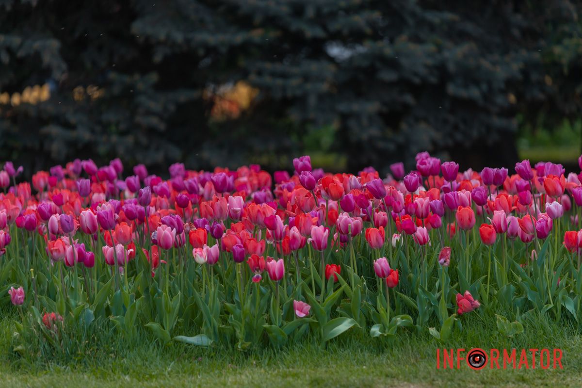 Прилинув вітер, і в тісній хатині