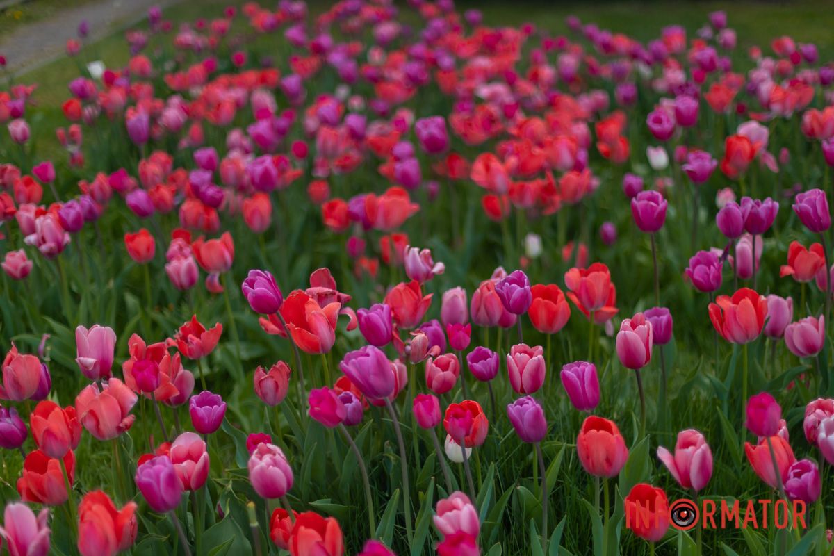 Посипались білесенькі квітки.