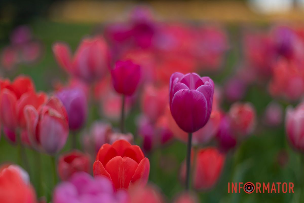 Сміючись на пелюстках,