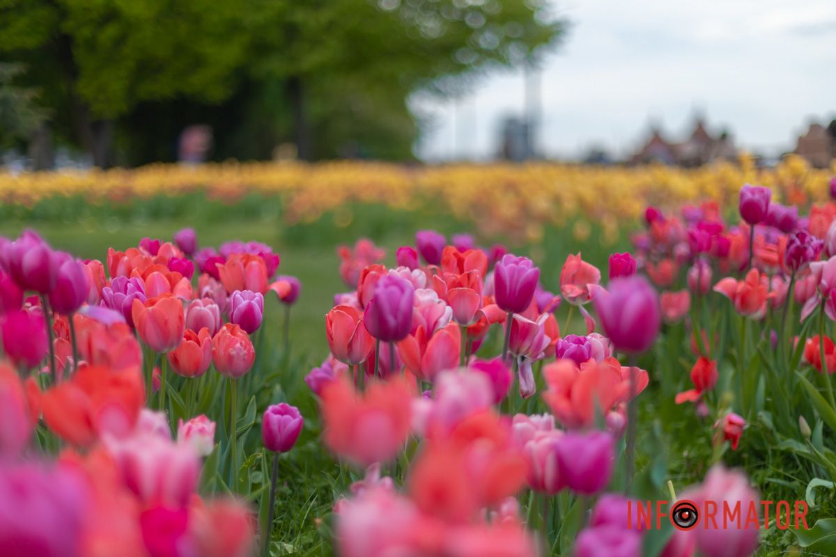 Неземною чистотою,