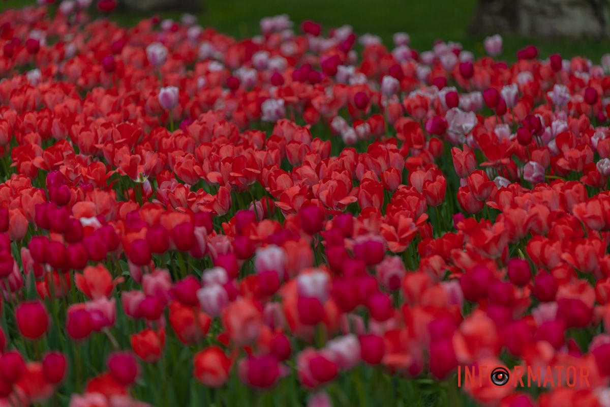 Ось вона — Блакитна Панна!..