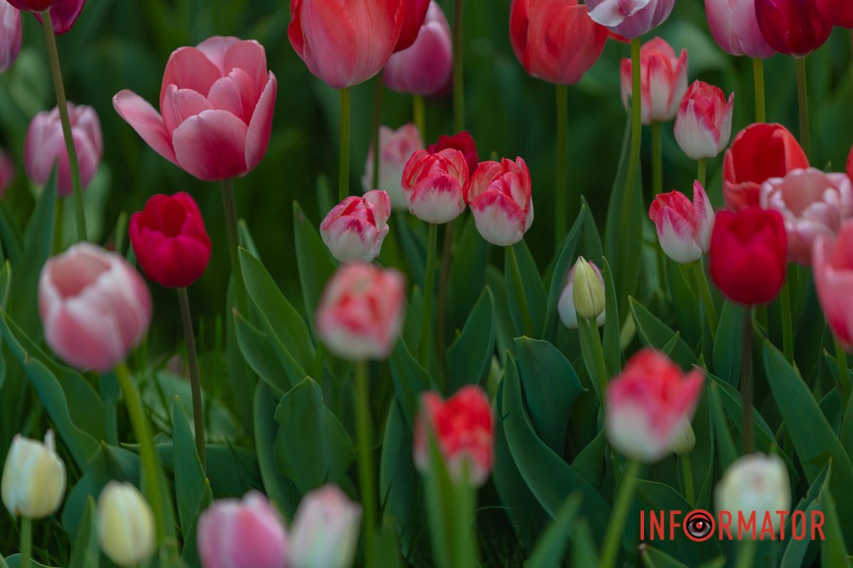 Гори, гай, луги, поля —