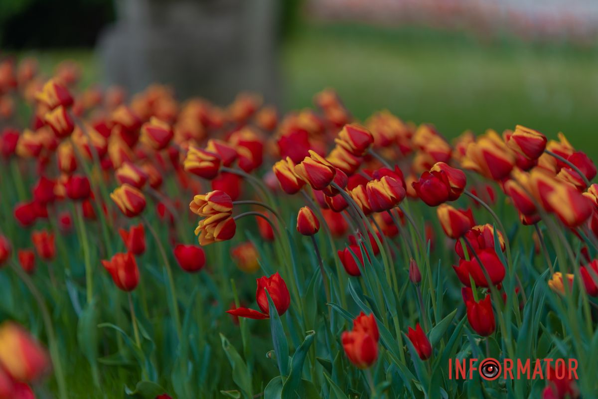 Їй виспівує: «Осанна!»