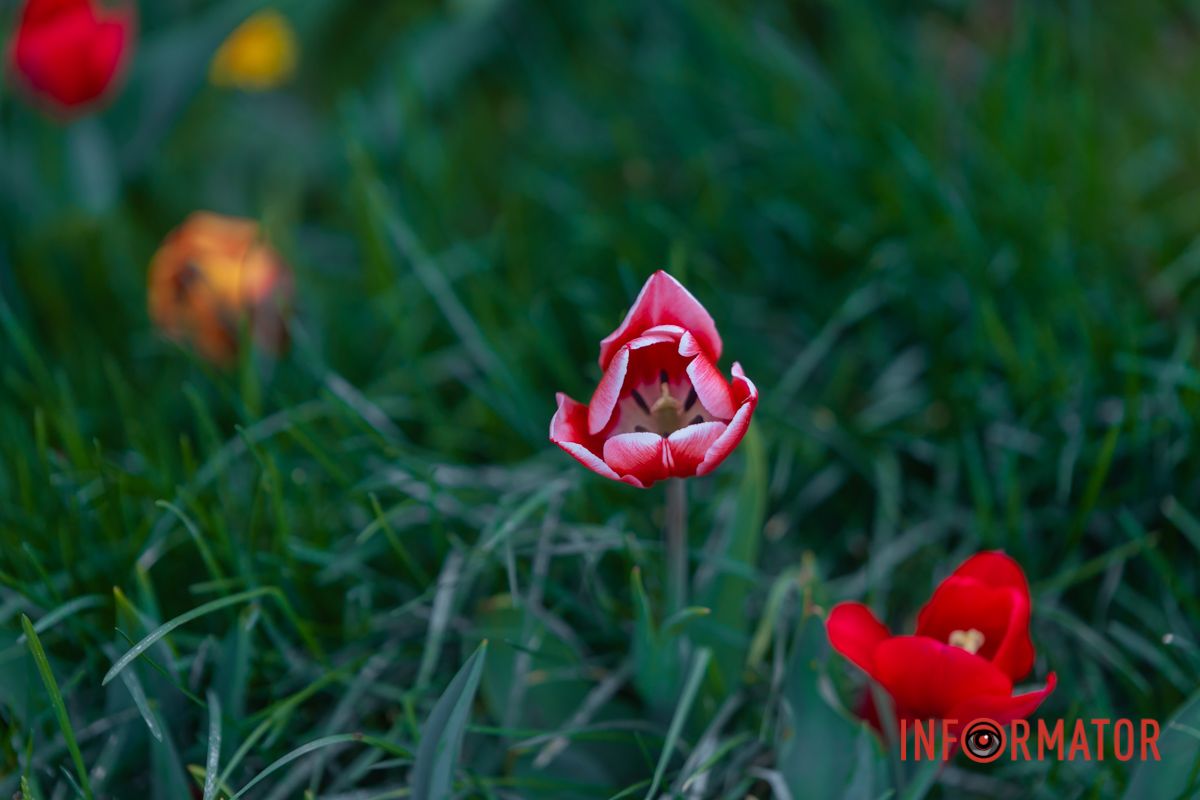 А вона, як мрія сну