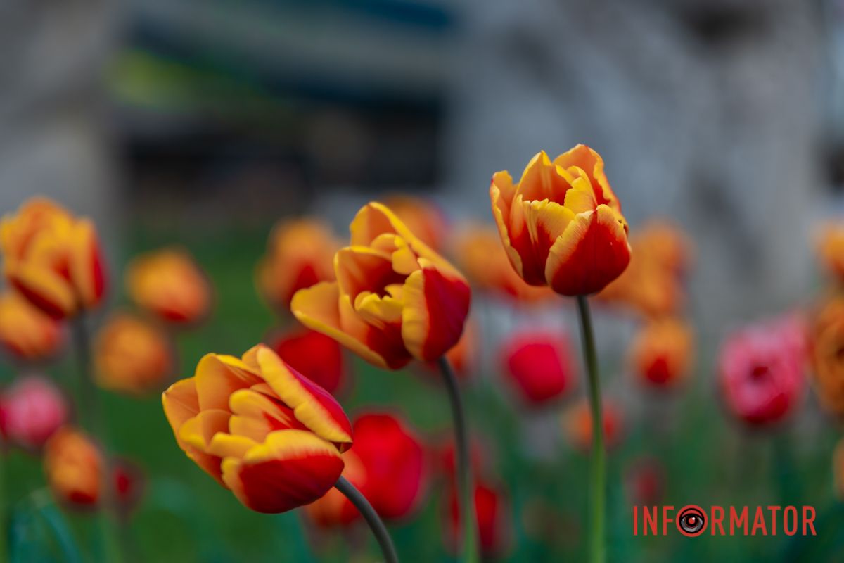 Ось вона вже крізь блакить