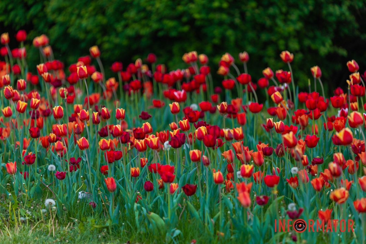 Попелястих, пелехатих.