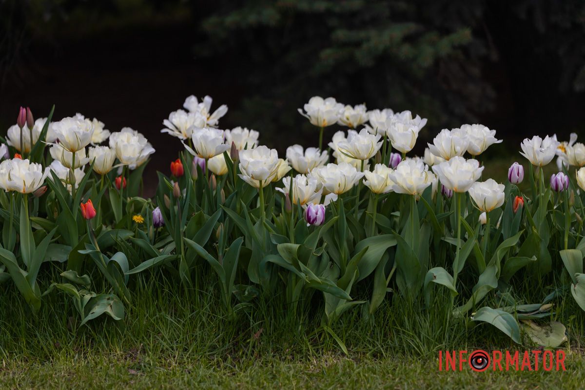 То перший грім. То пломінка блакить…