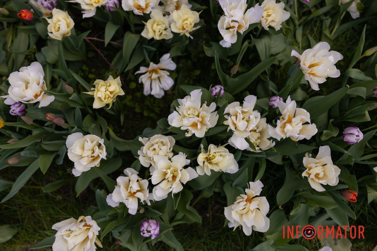 То дощ. То сніг. То пролісків іскринки.