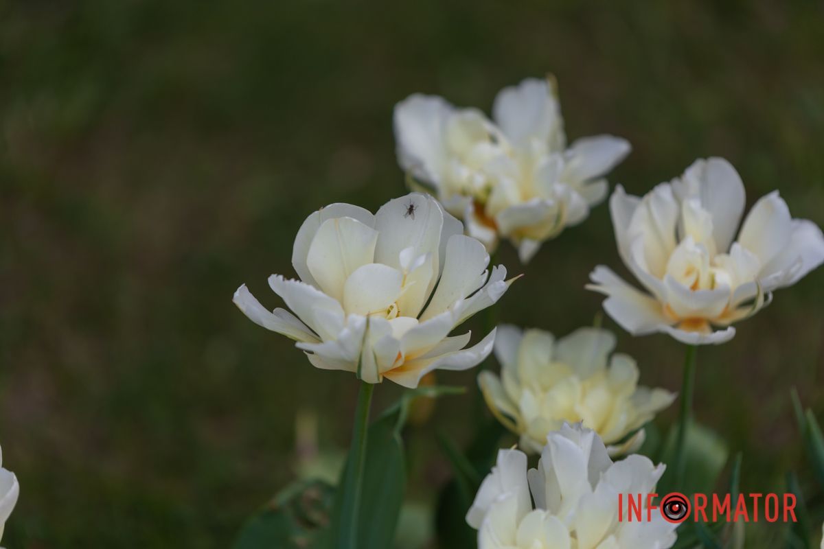 В полях — озера талої води.