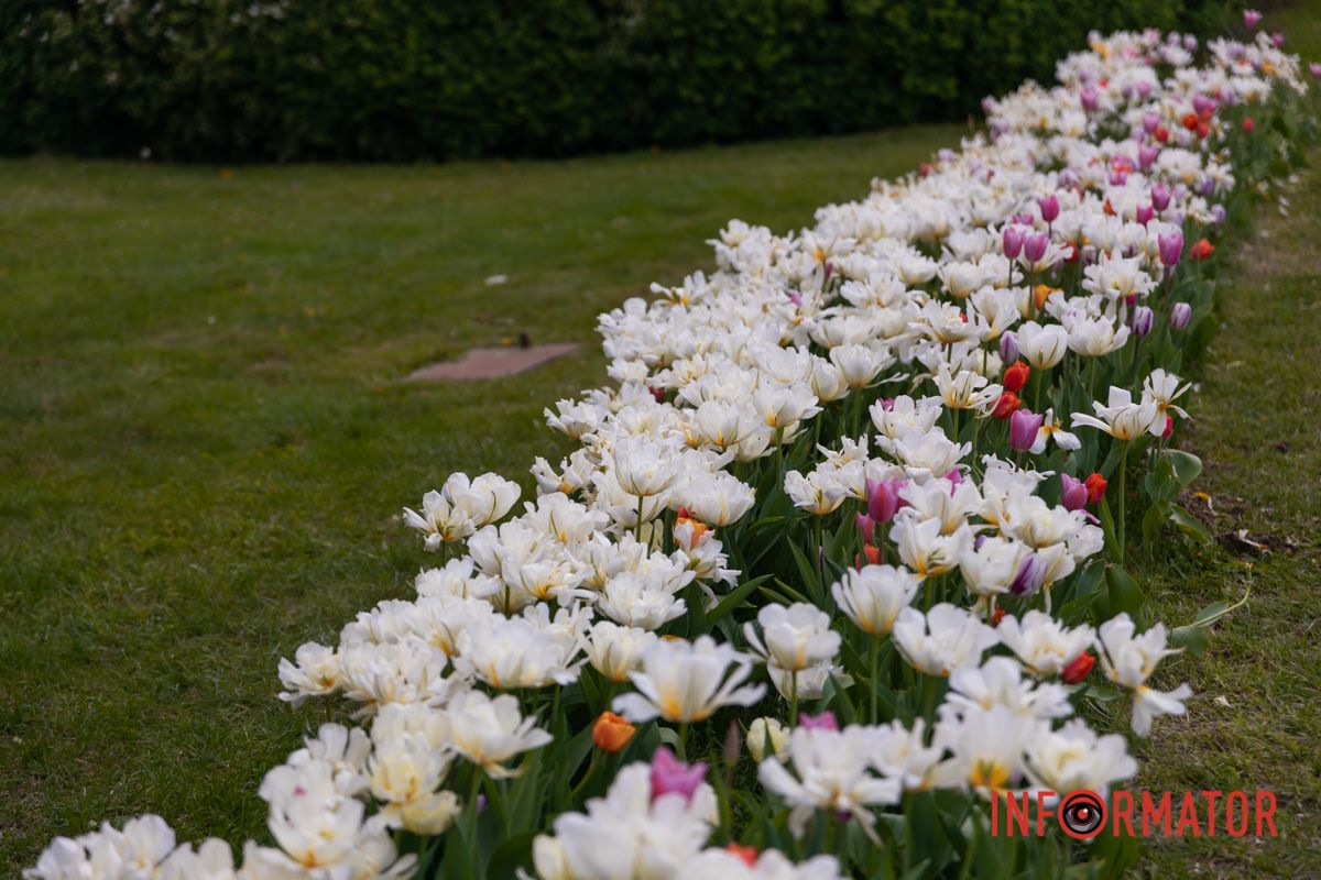 Граки в садах влаштовують базари.