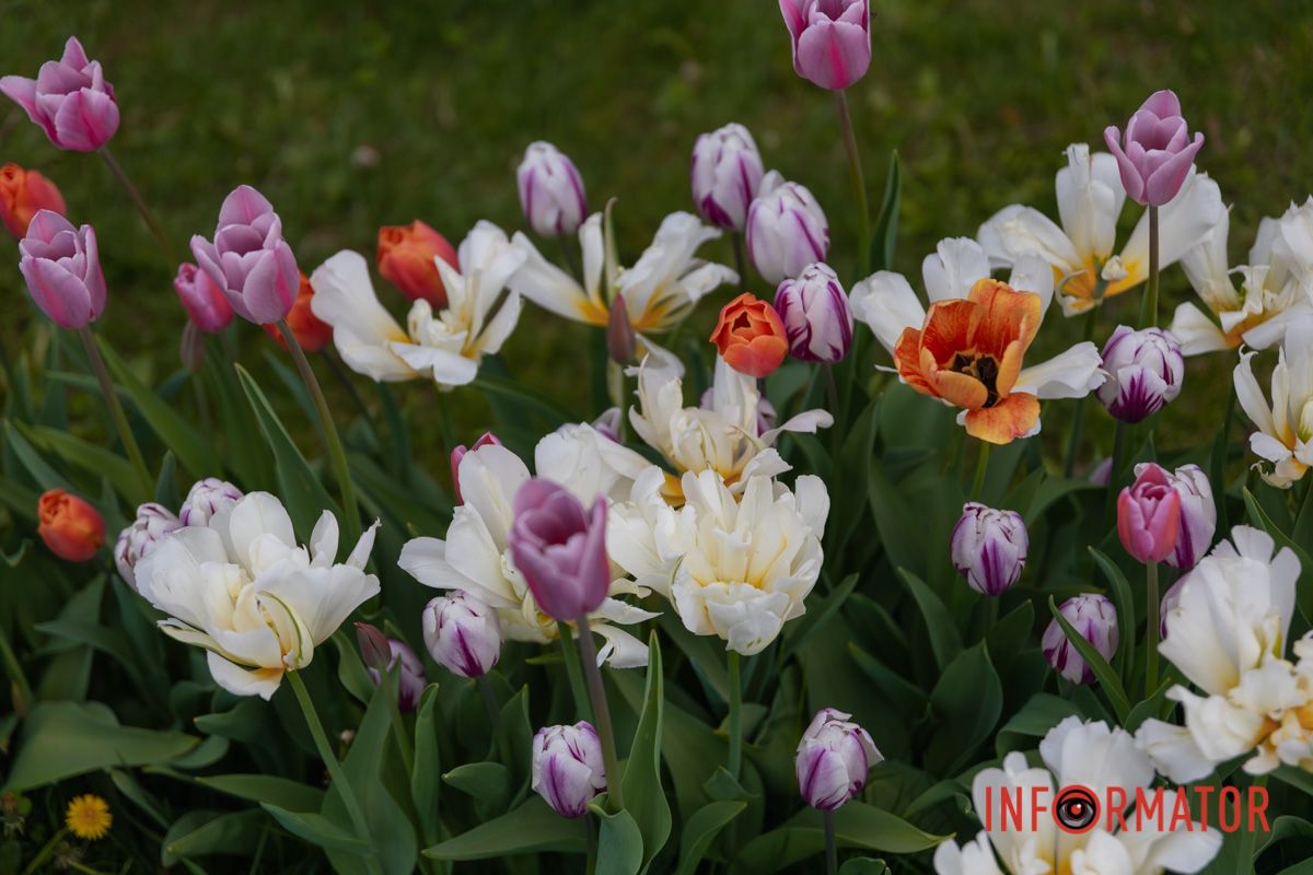 І сплітаються в гротески.