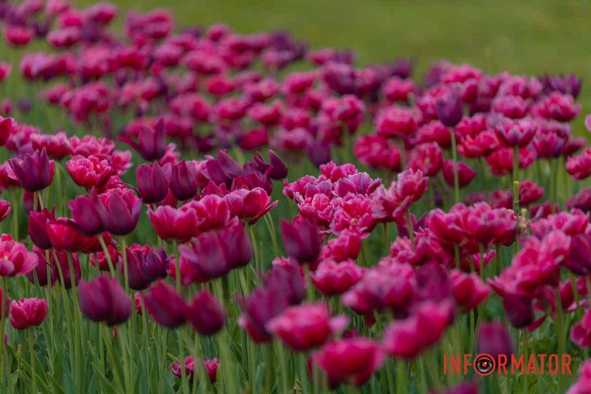 Миготять камеї, фрески,