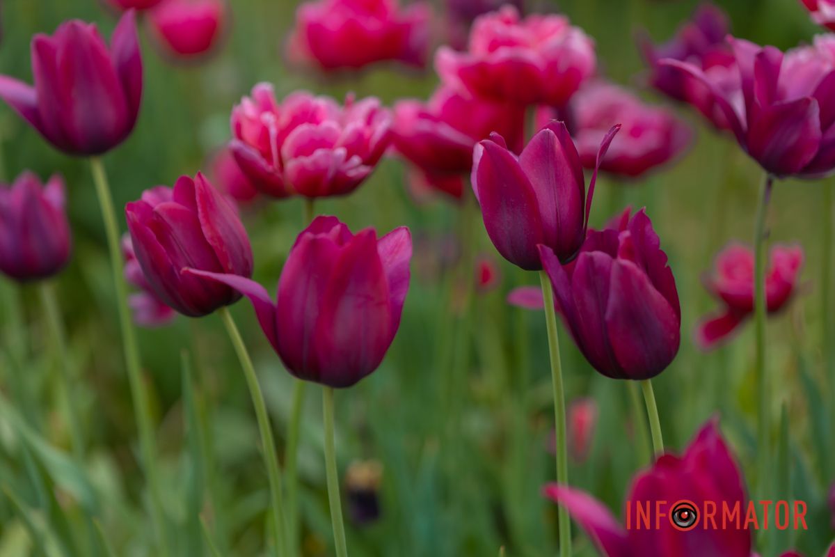 В’ються хмелем арабески,