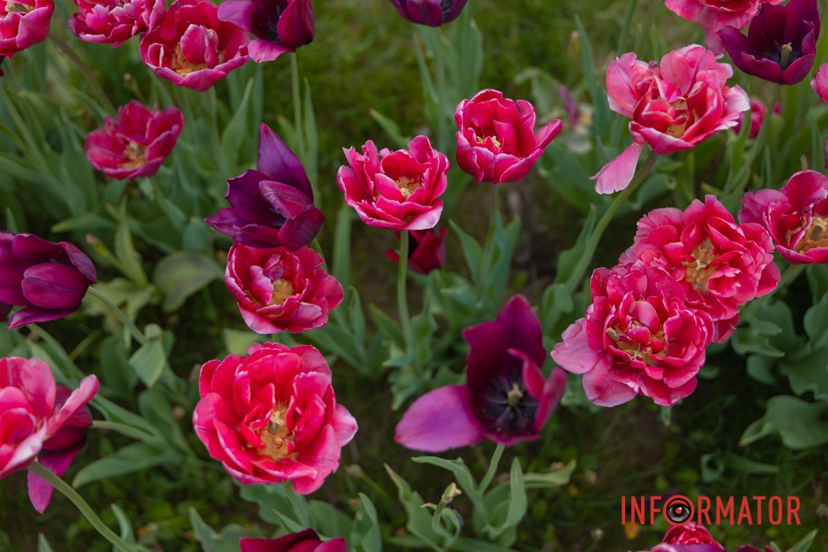 В сяйві мрій