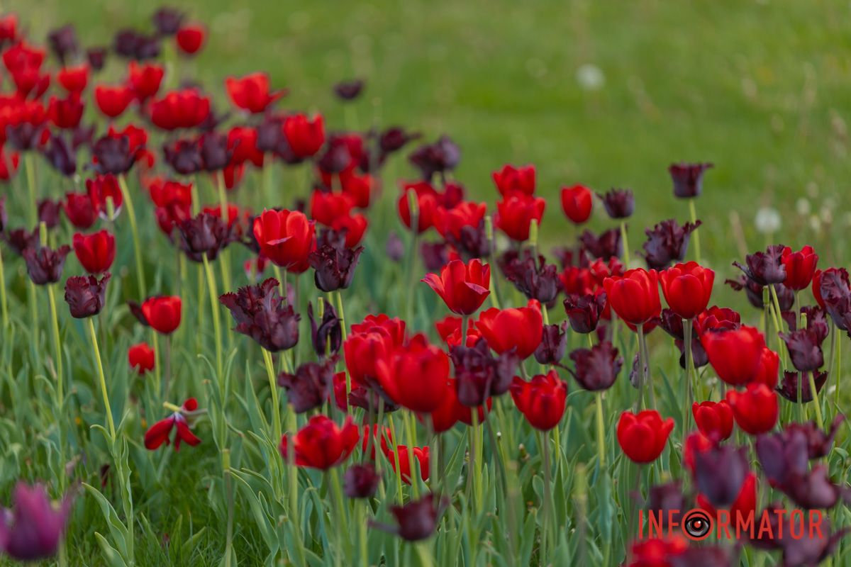 Променистою росою.