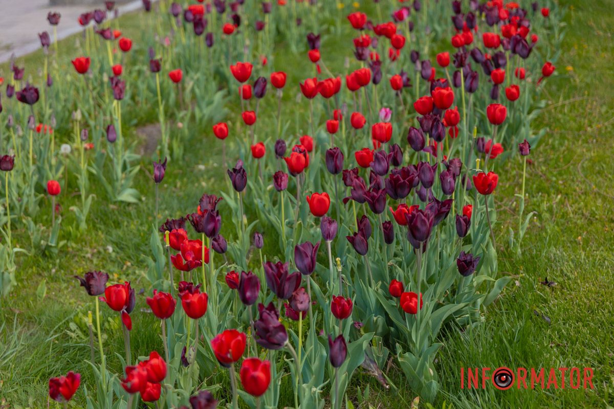 Автор: Микола Луків